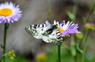 [ PIX3 ]